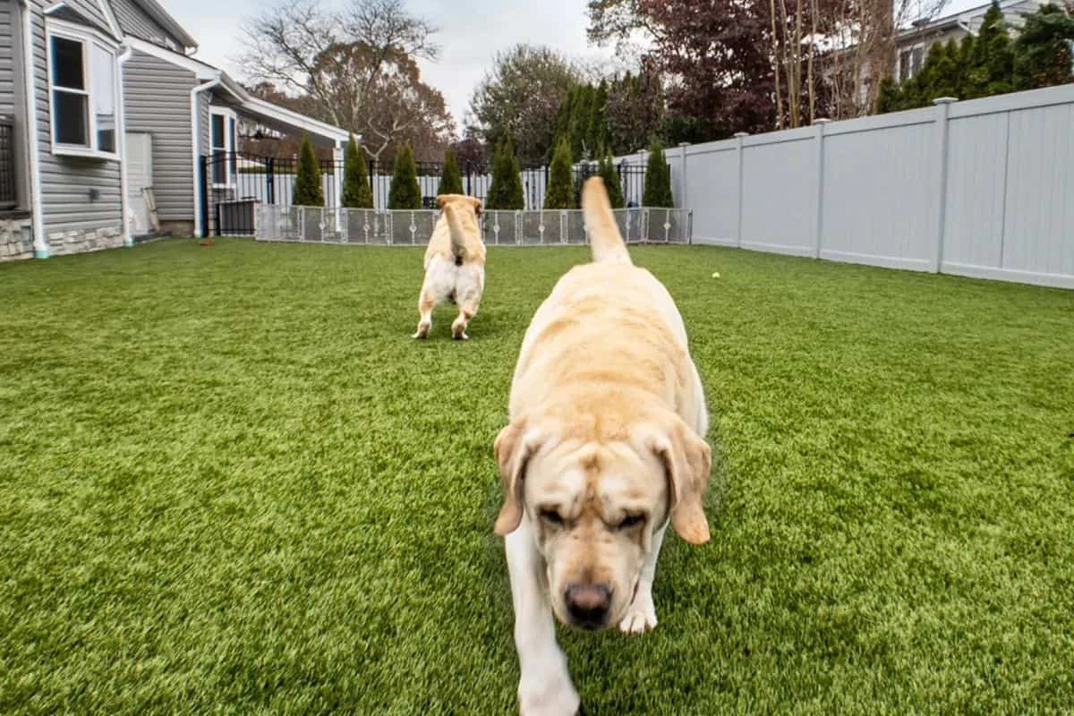 Pet Turf Installation in Deer Park, TX